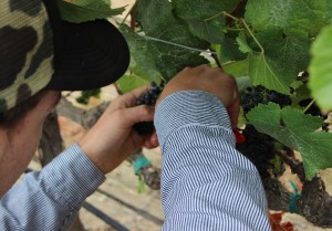 An El Molino High School viticulture and plant science student snips a cluster of pinot noir grapes Tuesday, Aug. 25. (Photos by Aleyah Banuelos)